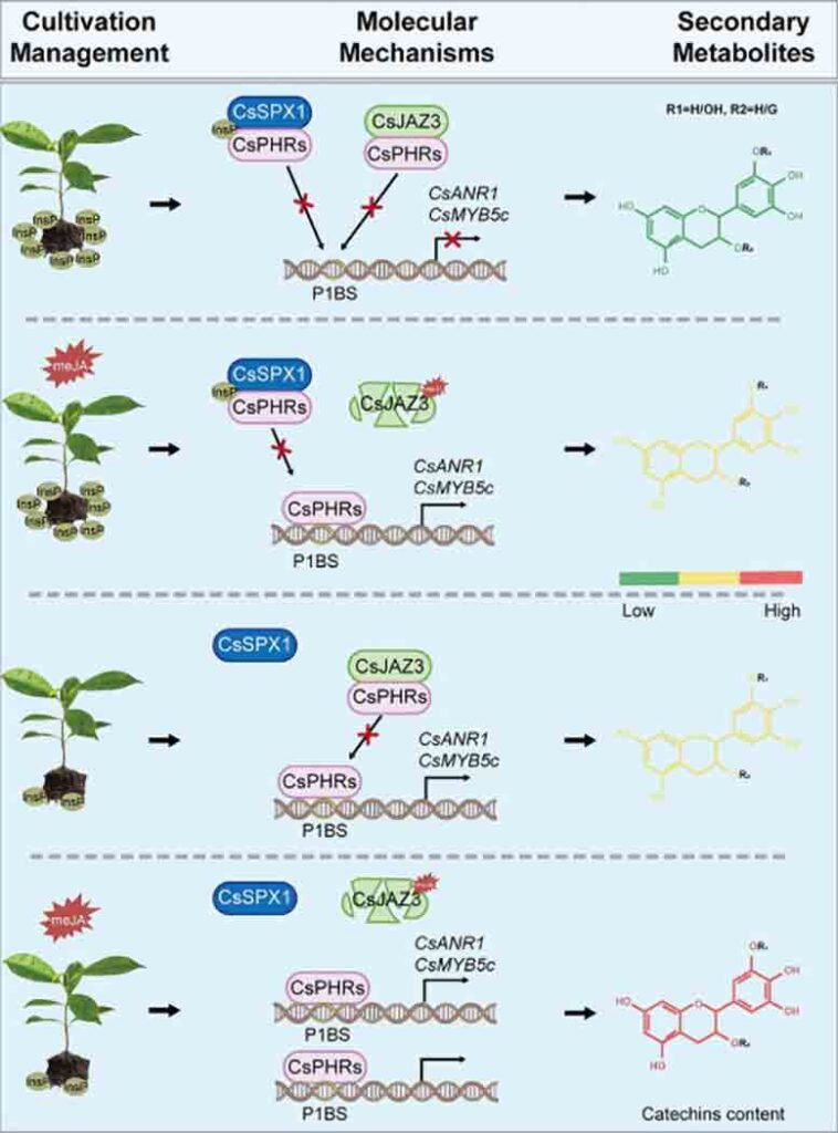 phosphate jasmonate regulate tea catechins